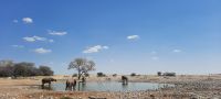 Etosha Nationalpark - Wasserloch Okaukuejo