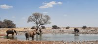 Etosha Nationalpark - Wasserloch Okaukuejo