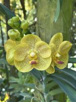 Botanischer Garten Singapur