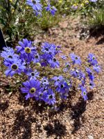 Stadtrundfahrt in Perth: Botanischer Garten