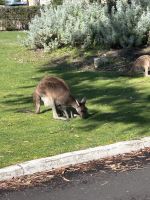 Perth: Yanchep Nationalpark