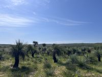 Perth: Gras Trees