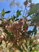 Alice Springs: Standley Chasm