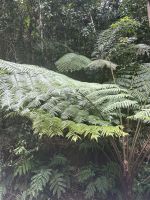 Kuranda: Ausflug mit dem Armie Duck