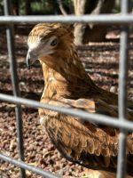 Ausflug in die Blue Moutains: Featherdale Wildlife Park