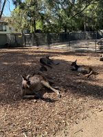 Ausflug in die Blue Moutains: Featherdale Wildlife Park