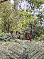 Baumfarn im Frühling 