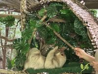 Faultier Rehabilitationszentrum