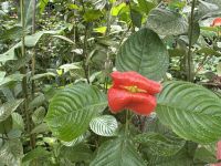 Angelina Jolie Blume