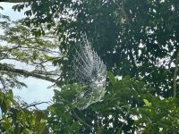 Wohnung eines Dschungelbewohners