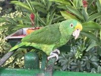 Amazonenpapagei im Cruise Center von Cartagena