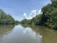 Fahrt durch die Mangroven