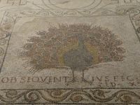 Florenz, Santa Reparata, im frühen Christentum ist der Pfau Sinnbild der Unsterblichkeit und der Freuden im Jenseits. 