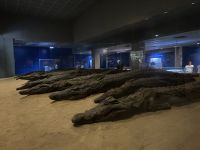 Krokodile wurden in diesem Tempel mumifiziert 