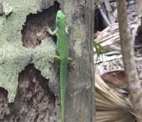 Praslin, Vallée de Mai