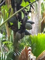 Praslin, Vallée de Mai