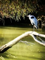 Ein Reiher beobachtet uns neugierig