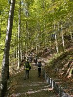 Natur genießen - Sonnenstrahlen tanzen durch die Bäume
