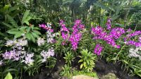 Orchideengarten