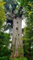 Große Rundreise Neuseeland: Der größte Kauri Baum Neuseelands im Waipoua Wald.