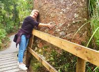 Große Rundreise Neuseeland: Martina und der Kauribaum. 