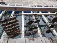 Halong-Bucht (Perlenfarm)