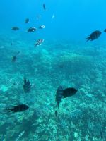 Ausflug mit dem Glasboden Boot 