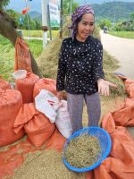 Mai Chau (Reis-Produktion)