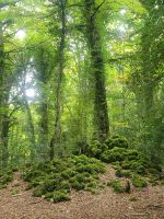 Foresta Umbra/Gargano/Apulien/Italien