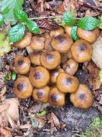 Foresta Umbra/Gargano/Apulien/Italien