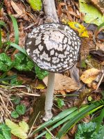 Foresta Umbra/Gargano/Apulien/Italien