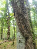 Foresta Umbra/Gargano/Apulien/Italien