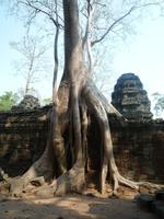 Dschungeltempel Ta Prom (21)