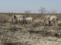 Elefanten im Etoshapark