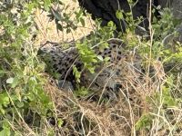 Gepard Etosha NP