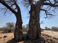 Baobab von Elefanten zerstört