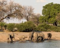 Elefanten am Okavango