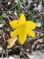 Sternbergie/Park der Murgia Materana/Basilikata/Italien