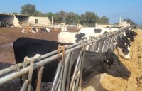 Milchkühe/Masseria/Apulien/Italien