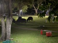 Nächtliche Besucher