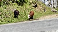 Kühe, Fahrt nach Thimphu