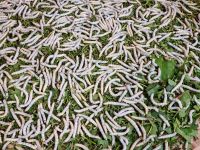 Hoi An (Altstadt mit Besuch einer Schneiderei - Seidenraupen 16 Tage alt...)