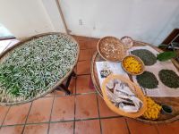 Hoi An (Altstadt mit Besuch einer Schneiderei - Seidenraupen...)