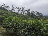 331. Hugosom Teeplantage, Yuchi, Taiwan