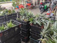 352. Mittagspause auf der Ananasplantage, Taiwan