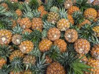 354. Mittagspause auf der Ananasplantage, Taiwan