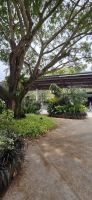 Gardens by the Bay - Singapur 