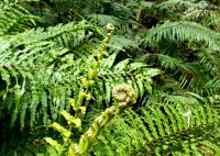 Große Rundreise Neuseeland: Der Farn ist das Symbol von Neuseeland.