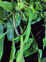 Taman Negara Nachtwanderung