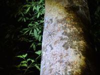 Taman Negara Nachtwanderung